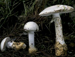 Amanita proxima Dumée