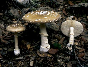 Amanita pantherina (CD.) Krombh.