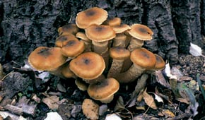 Armillaria mellea (Vahl.) P. Kumm.