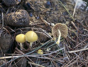 Bolbitius vitellinus (Pers.) Fr.