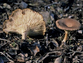 Clitocybe costata Kühner & Romagn.