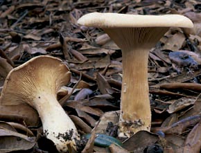 Clitocybe geotropa (Bull.) Quél.