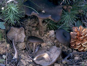 Clitocybe lituus (Fr.) Métrod