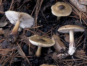 Collybia butyracea (Bull.) Fr.