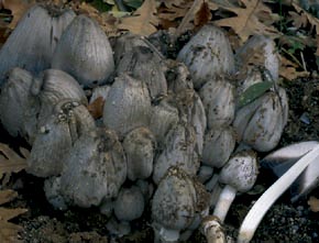 Coprinus atramentarius (Bull.) Fr.