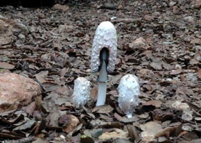 Coprinus comatus (O. F. Müll.) Gray