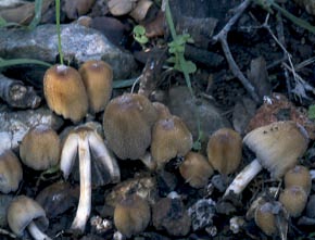 Coprinus micaceus (Bull.) Fr.