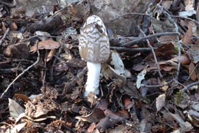 Coprinus picaceus (Bull.) Gray
