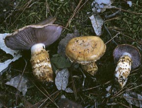 Cortinarius caligatus Malençón