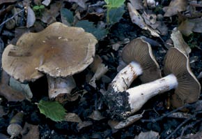 Cortinarius infractus Berk.