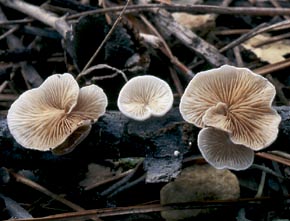 Crepidotus variabilis (Pers.) P. Kumm.