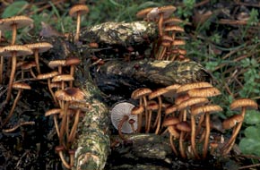 Crinipellis scabella (Alb. & Schwein) Murill