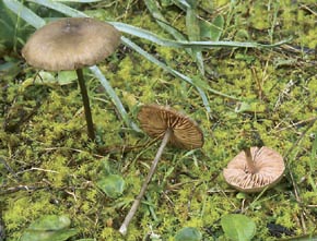Entoloma hirtipes (Scumach.) M. M. Moser