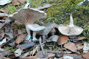 Entoloma undatum (Fr.) M. M. Moser