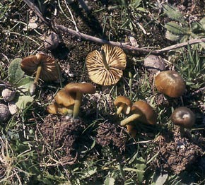 Entoloma incanum (Fr.) Hesler
