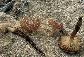 Flammulina mediterranea (Pacioni & Lalli) Bas & Robich