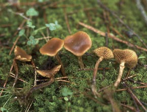 Galerina uncialis (Britzelm.) Kühner