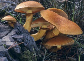 Gymnopilus spectabilis (Fr.) Singer