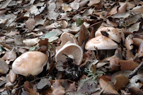 Hebeloma sinapizans (Fr.) Sacc. 