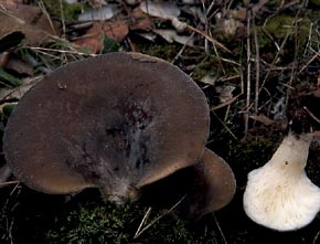 Hohenhuehelia geogenia (D.C.) Singer