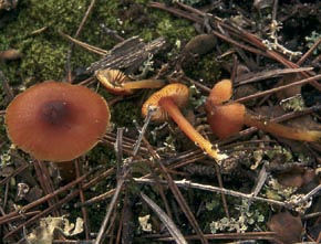 Hygrocybe mucronella (Fr.) P. Karst.