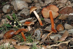 Inocybe godeyi Gillet