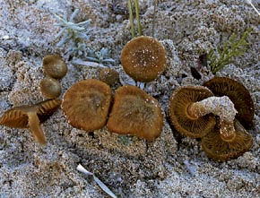 Inocybe heimii Bon