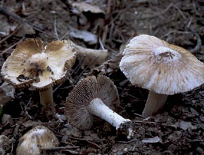 Inocybe rimosa (Bull.) P. Kumm.