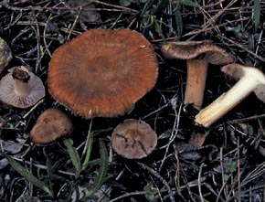 Inocybe tarda  var. sabulosa  J. Beller & Bon