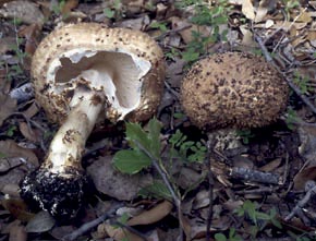 Lepiota aspera (Pers.) Quél.