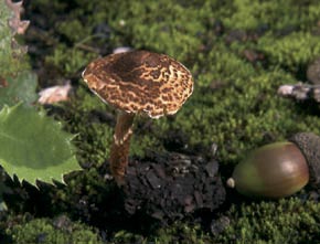 Lepiota castanea Quél.