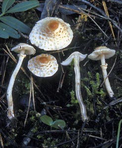 Lepiota cristata (Bolton) P. Kumm.