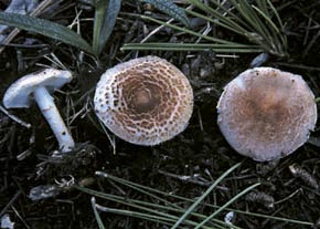 Lepiota josserandii Bon & Boiffard