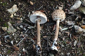 Macrolepiota procera (Scop.) Singer