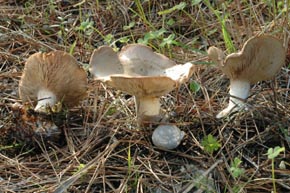 Lepista rickenii Singer