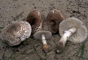 Leucoagaricus gaillardii Bon & Boiffard