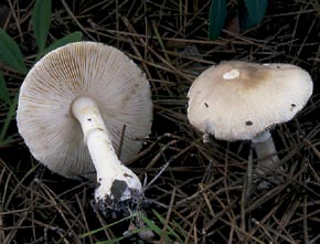 Leucoagaricus subpudicus Bon