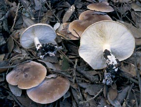 Leucopaxillus gentianeus (Quél.) Kotl.