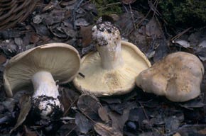 Leucopaxillus tricolor (Peck) Kühner
