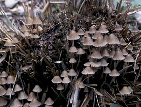 Mycena galopus (Pers.) P. Kumm.