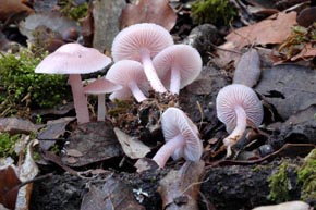 Mycena pura (Pers.) Kumm.