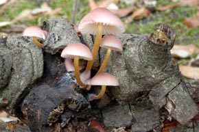 Mycena renati Quél.