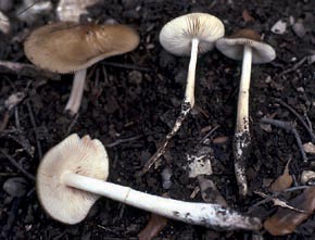 Xerula radicata (Relhan) Dörfelt