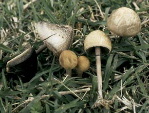 Panaeolus sphinctrinus (Fr.) Quél.