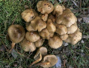 Pholiota gummosa (Lasch) Singer