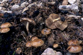 Pholiota highlandensis (Peck) A.H. Sm. & Hesler