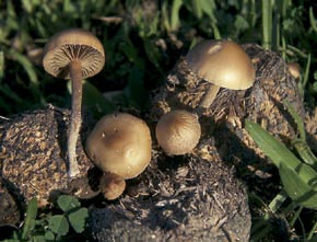 Psilocybe coprophila (Bull.) P. Kumm.