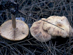 Rhodocybe gemina (Fr.) Kuyper & Noordel.