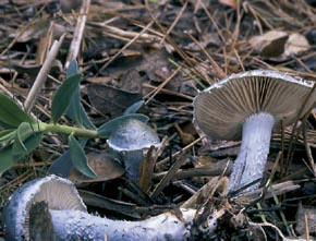 Stropharia aeruginosa (Curtis) Quél.