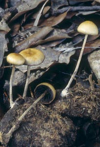 Stropharia semiglobata (Batsch) Quél.